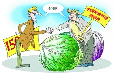 新野农民买断荷兰蔬菜种子经销权 中国农业的逆行突围